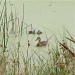 Ducks by alia_801