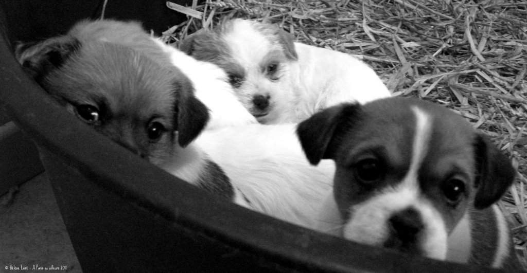 The puppies - Day 44 by parisouailleurs
