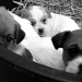 The puppies - Day 44 by parisouailleurs