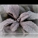 Frost by judithdeacon