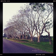 29th Nov 2011 - Jacaranda row at Summer Island