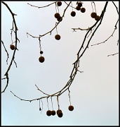 29th Nov 2011 - Nature's Ornaments