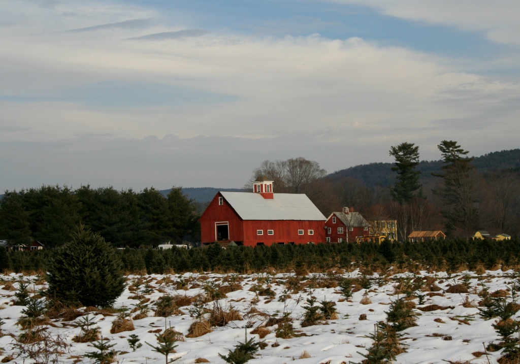 Christmas Tree Farm by lauriehiggins