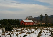 28th Nov 2011 - Christmas Tree Farm