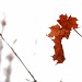 A few remaining leaves by kiwichick