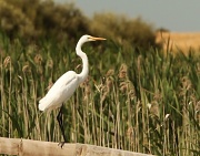 29th Nov 2011 - grumpy Great White Egret- Bool Lagoon a Ramasar listed waterway near Naracoorte SA