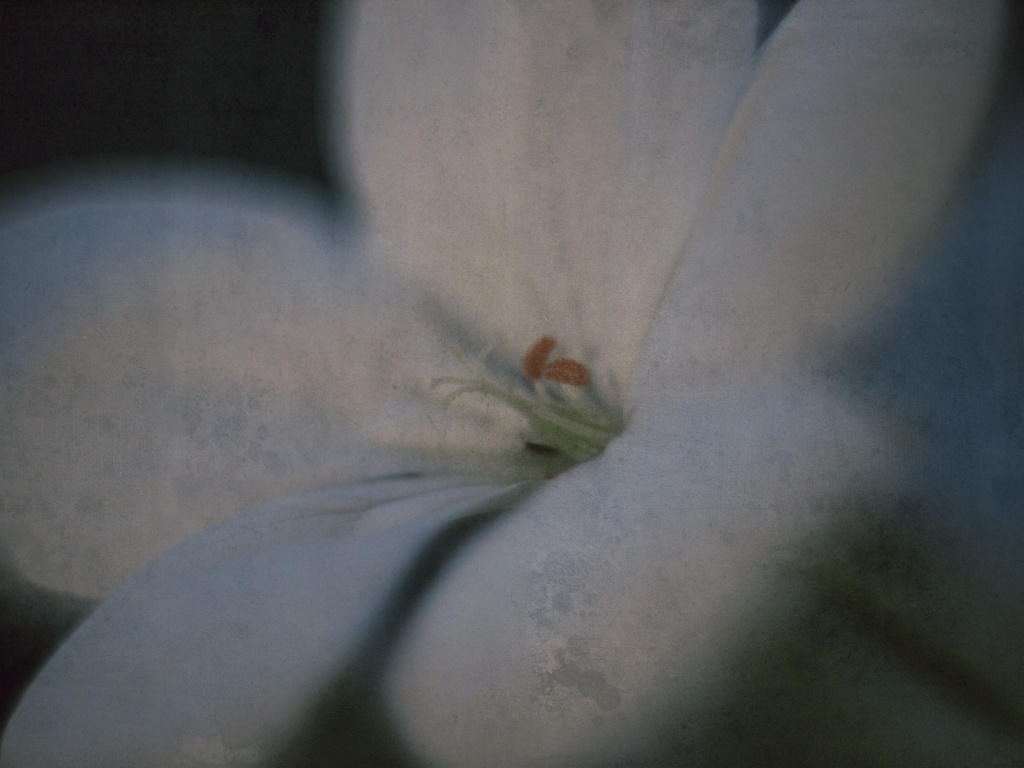 White Flower by mattjcuk
