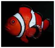 29th Nov 2011 - Nemo!