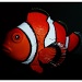 Nemo! by karendalling