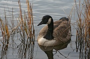29th Nov 2011 - Canada Goose