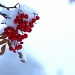 Red berries in the snow by kiwichick