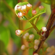 30th Nov 2011 - Buds and drops