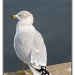 Seagull by madamelucy