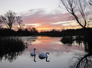 30th Nov 2011 - Sunrise and swans