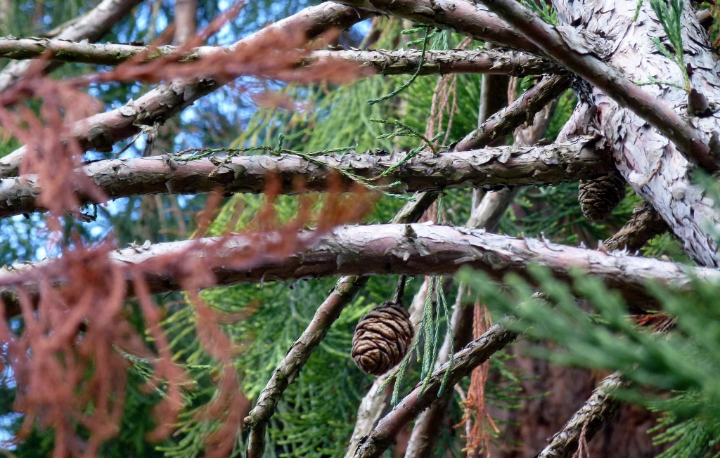 A fir cone in a fir tree by dulciknit
