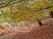 30th Nov 2011 - Under the leaves