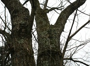 1st Dec 2011 - Moss covered tree