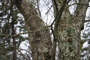 1st Dec 2011 - Another shot of the mossy tree