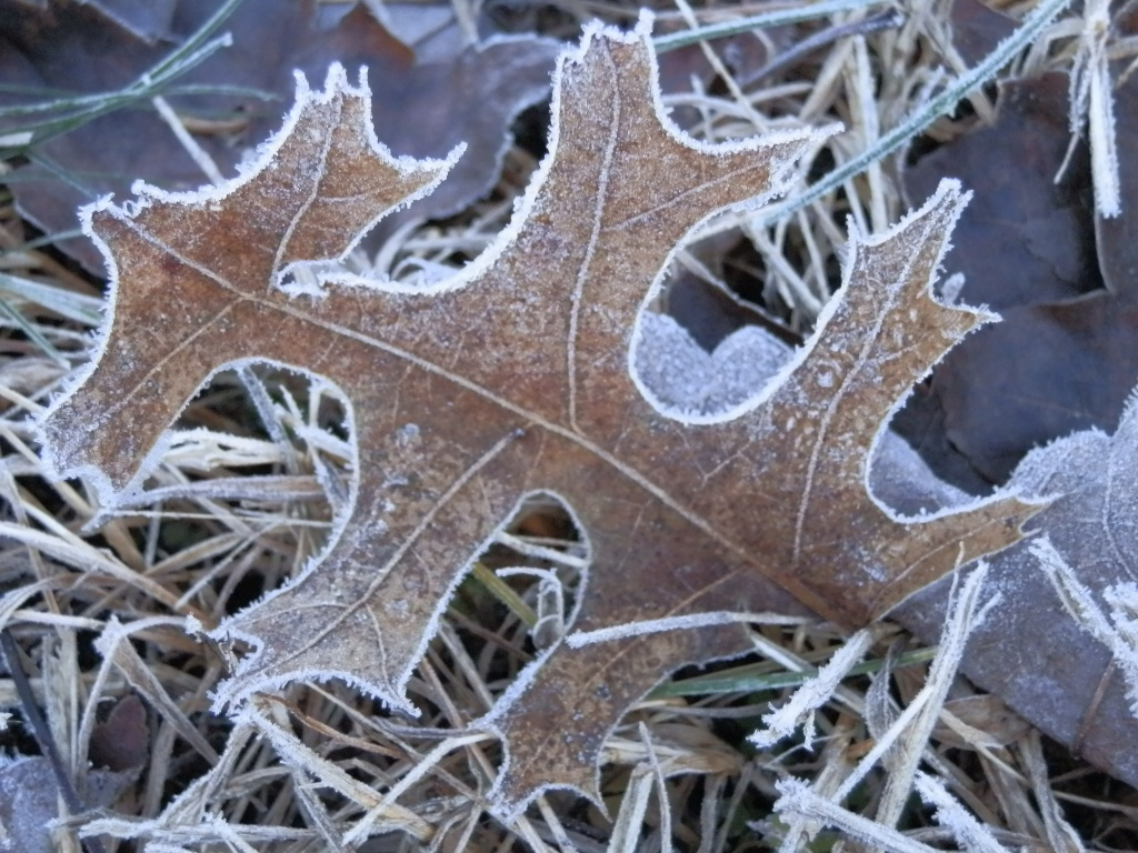 frosty leaf by dianezelia