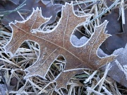 29th Nov 2011 - frosty leaf