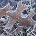 frosty leaf by dianezelia
