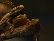 30th Nov 2011 - Lizard Pile!