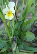 12th May 2010 - 365- Pelto-orvokki (Viola arvensis) DSC02399