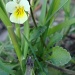 365- Pelto-orvokki (Viola arvensis) DSC02399 by annelis