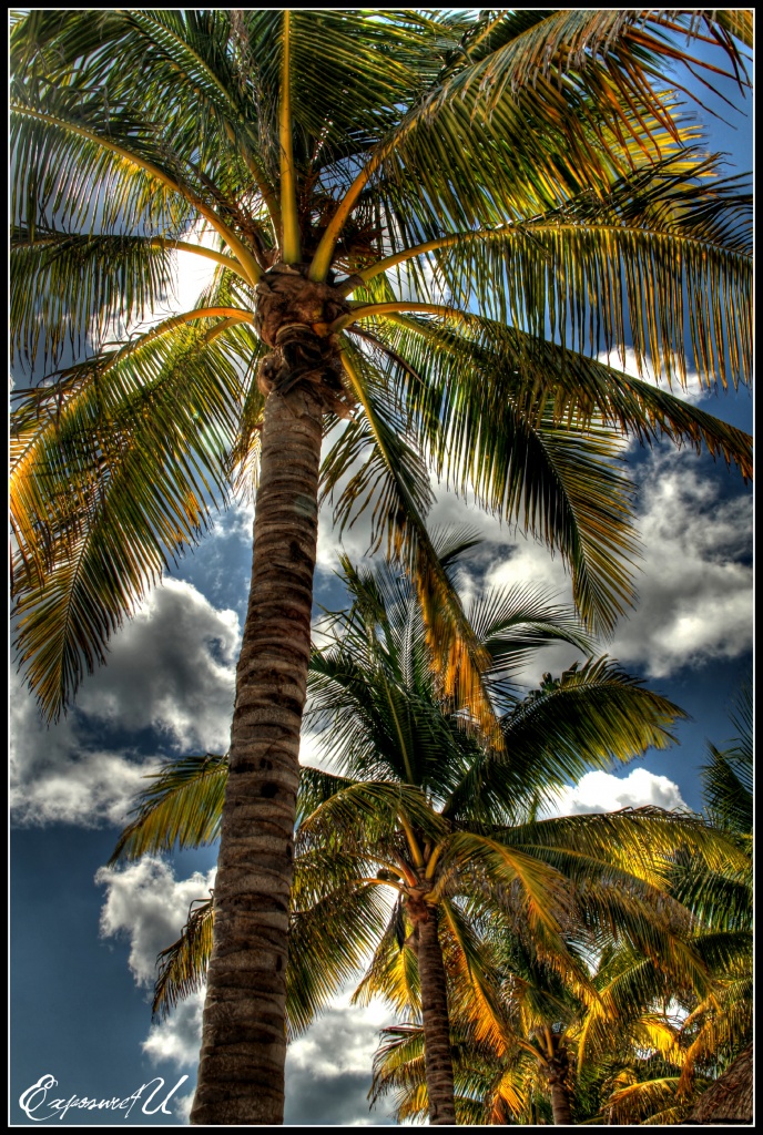 Under the Palms by exposure4u