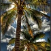 Under the Palms by exposure4u