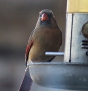 1st Dec 2011 - Female Cardinal