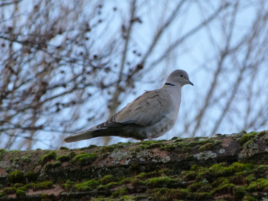 Collared dove on my roof by rosiekind
