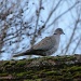 Collared dove on my roof by rosiekind