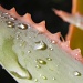 Aloe Leaf by salza