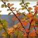 Autumn's Glory by olivetreeann