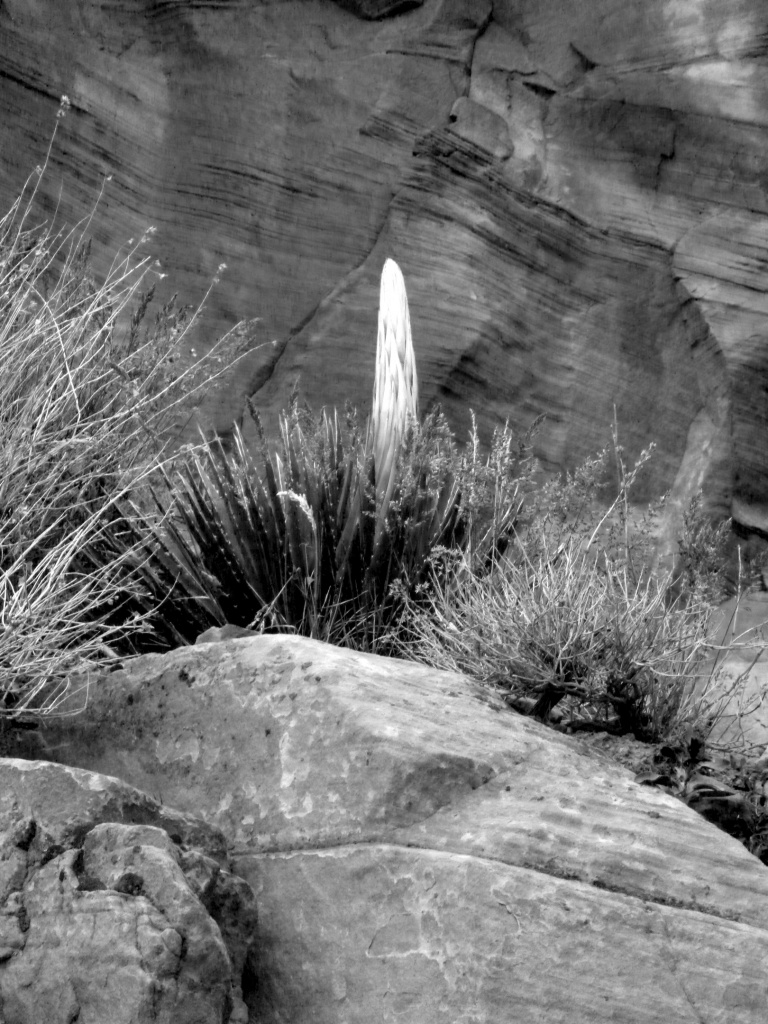 Agave near Ooh Aah Point by peterdegraaff