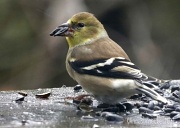 2nd Dec 2011 - Double Dipping - an American Goldfinch