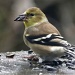 Double Dipping - an American Goldfinch by sunnygreenwood