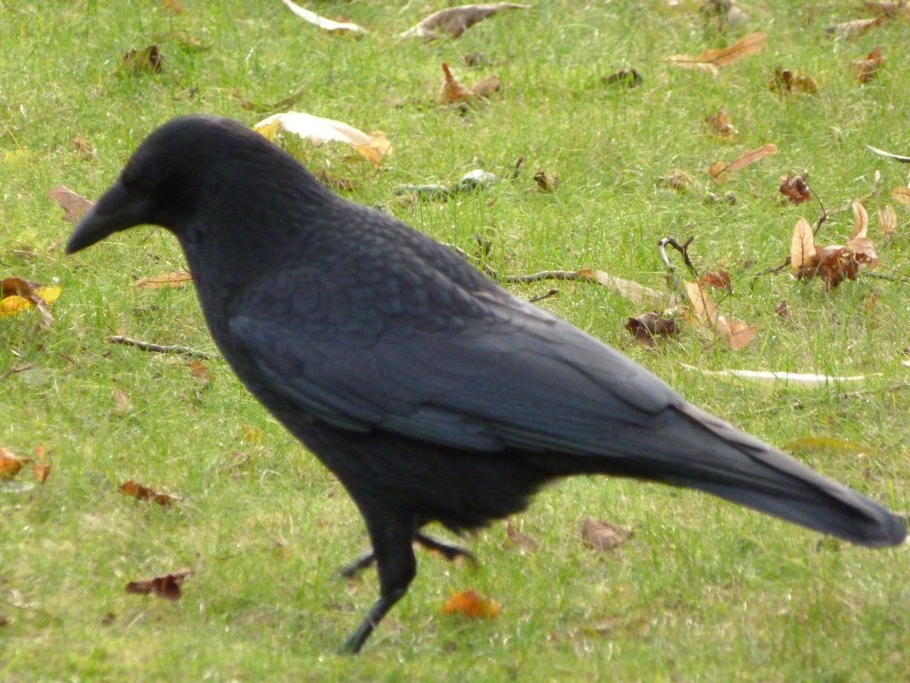 Crow or Rook? by rosiekind