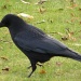 Crow or Rook? by rosiekind