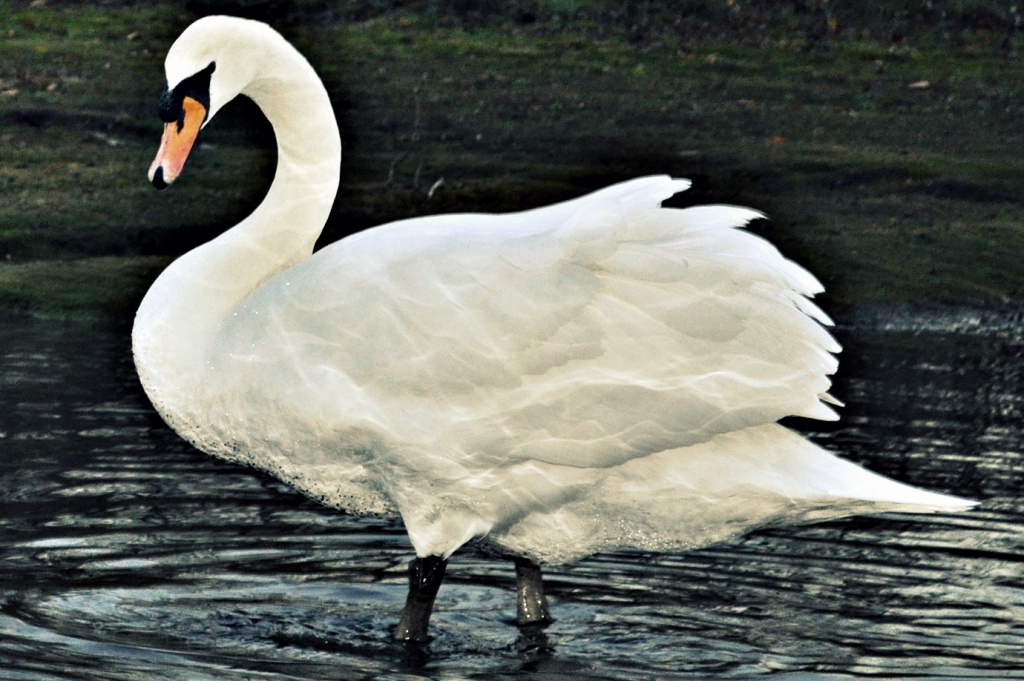A Swan! by andycoleborn