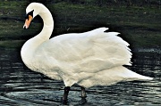 2nd Dec 2011 - A Swan!