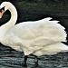 A Swan! by andycoleborn