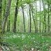 Fairy tale forest near Fougères by overalvandaan