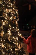 30th Nov 2011 - Crismon Tree