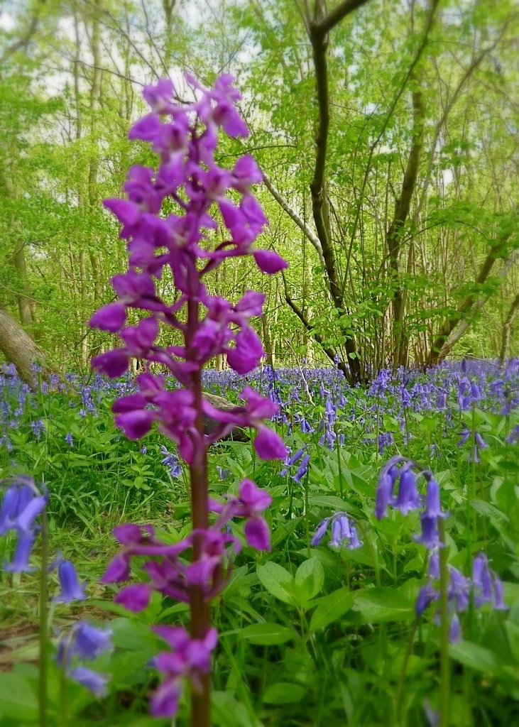 Definitely Not A Bluebell by helenmoss