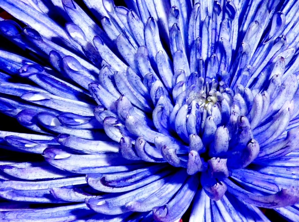 Blue Explosion by denisedaly