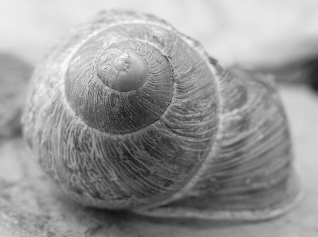 Snail Shell by salza