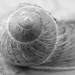 Snail Shell by salza