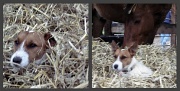 3rd Dec 2011 - Figaro, the dog who loves to hide in the fresh straw